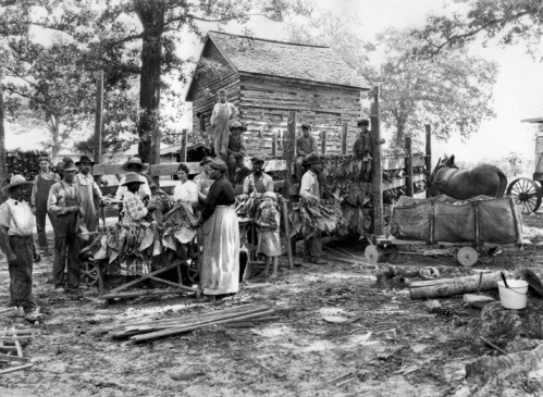 Looping tobacco in Granville County, ca. 1930. Photograph by Albert Barden. North Carolina Collection, University of North Carolina at Chapel Hill Library. Looping tobacco in Granville County, ca. 1930. Photograph by Albert Barden. North Carolina Collection, University of North Carolina at Chapel Hill Library.