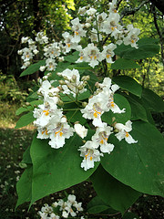 Southern Catalpa Tree, Catalpa bignonioides. Image courtesy of Flickr user Zen Sutherland. Southern Catalpa Tree, Catalpa bignonioides. Image courtesy of Flickr user Zen Sutherland.