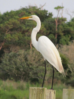 Egret, Frisco, North Carolina. Image courtesy of Flickr user geopungo. Egret, Frisco, North Carolina. Image courtesy of Flickr user geopungo.