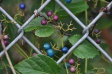 Fox Grapes, Charlotte, NC. Image courtesy of flickr user J. Michael Raby.