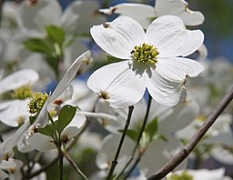 una flor blanca en un árbol