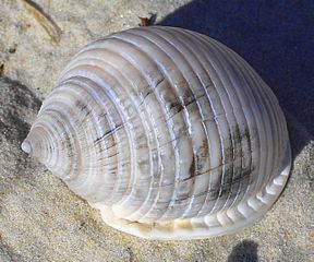 Una concha de color claro en la playa. El caparazón tiene una punta y se ensancha antes de volver a estrecharse.