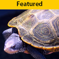 Symbol of the Month Symbol of the Month