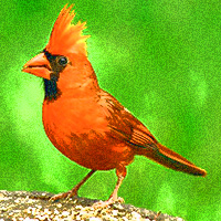 Male cardinal. Click here to take the N.C. State Critters Quiz.