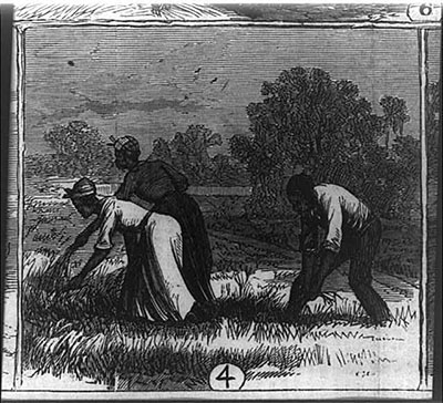 Wood engraving of three workers on a rice plantation in North Carolina's Cape Fear region. 