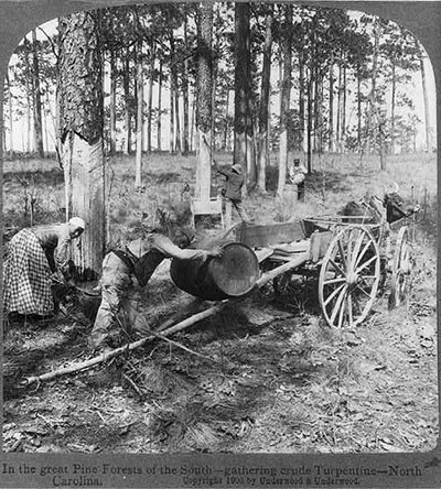 A black and white photo of four people working together gathering "crude turpentine" from Pine trees. Two people push a large barrel onto a wagon. 