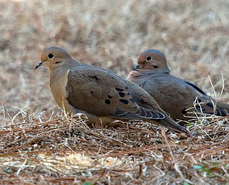 "Doves." 2008. By Flickr user e_monk. 