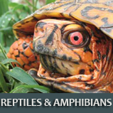 Reptiles and amphibians