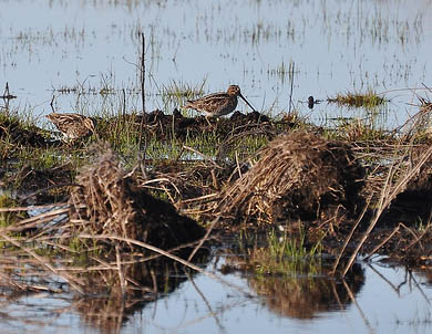 Snipe Hunt