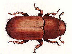 Southern Pine Beetle. Image courtesy of U.S. Department of Agriculture. Southern Pine Beetle. Image courtesy of U.S. Department of Agriculture.