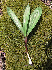Wild Leek. Image courtesy of Flickr user Matt Niemi. Wild Leek. Image courtesy of Flickr user Matt Niemi.