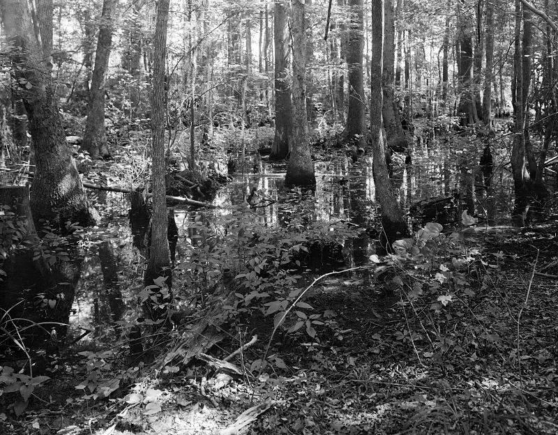 Photograph of a pocosin in Columbus County, North Carolina. Image courtesy of the State Archives of North Carolina.