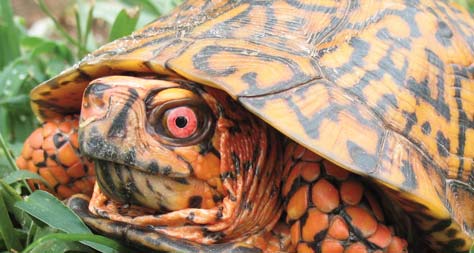 Una tortuga de caja con ojos rojos. Tiene piel de color naranja brillante. Tiene un caparazón de color amarillo brillante con manchas marrones.