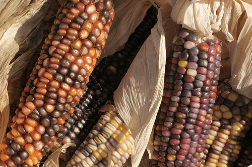 Photo of corn