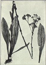 Deertongue, Trilisa odoratissima. Image courtesy of Horticulture and Landscape Architecture at Purdue University. 