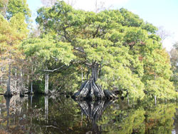 A large Cypress tree, green with many branches and leaves at Great Dismal Swamp