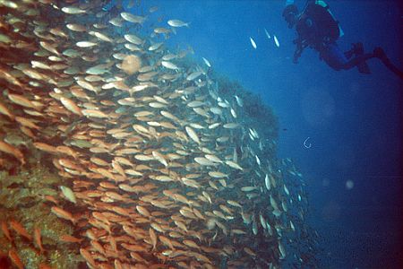 A large school of fish and a scuba diver.  Most of the fish point toward the left side of the image.
