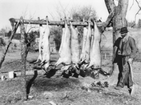 Slaughtered hogs in Halifax County, 1939. Howard Odum Collection, no. P-3167, Southern Historical Collection, Wilson Library, UNC-Chapel Hill.