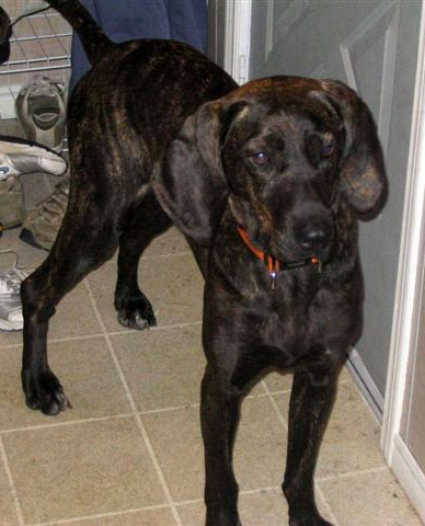 Plott Hound 