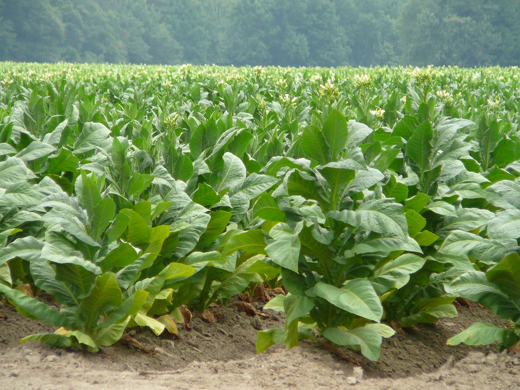Tobacco plants with small yellow flowers at the head.