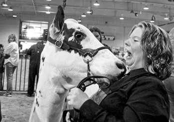 Nicole Kirkland reacts to an affectionate lick from her Ayrshire cow Vavavavroom, winner of the summer yearling competition at the 2003 state fair. Photograph by John L. White. Raleigh News and Observer.