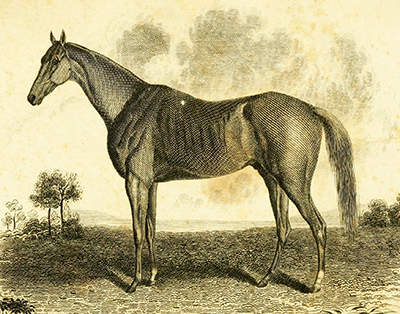 An engraving published in 1837 of the racehorse John Bascombe, owned by John Crowell. Based on a painting by Edward Troye. Image from the Internet Archive.