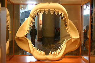A set of shark teeth in a display case. 