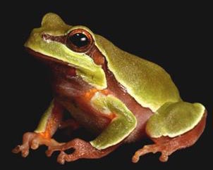 A green and red frog with large dark eyes.