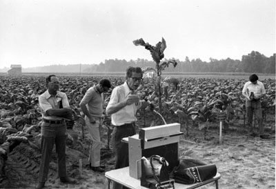 "Extension professor, Furney A. Todd, lecturing in a tobacco field." Black and white print photograph, circa 1970 to 1979.  Item ID 0016834, Univeristy Archives Photographs, Living Off the Land, Special Collections Research Center, North Carolina State University Libraries.  Used by permission. 
