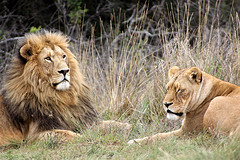 lions