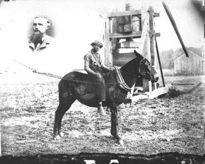 "African-American young man riding mule turning cotton press, ca. 1890, unidentified location. From the General Negative Collection, North Carolina State Archives, call #: N_2003_9_41." 