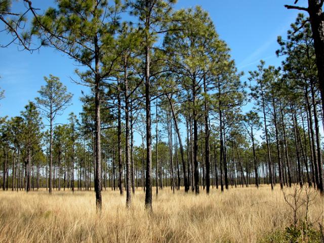 Photo of the Longleaf Pine Savanna Natural Community
