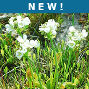 New entries in NCpedia