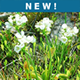 New entries in NCpedia