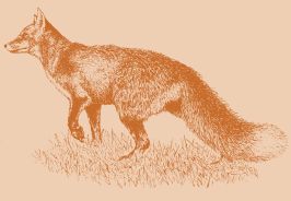 red fox illustration
