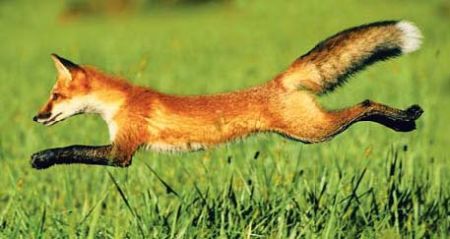 Red Fox