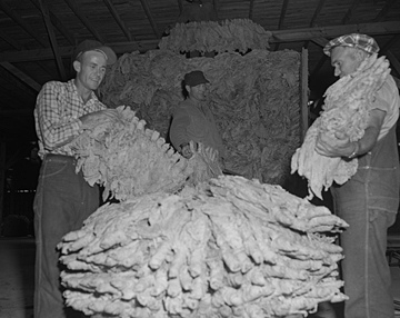 Packing Tobacco