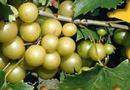 Scuppernong Grape
