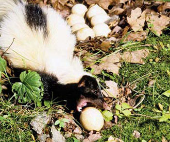 Resultado de imagem para striped skunk eating