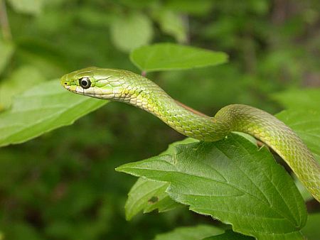 Small green snake and green leaves.  