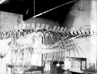 Skeleton of Whale in NC State Museum of Natural History, no date (c.1930's). Barden Collection, North Carolina State Archives, call #:  N_53_16_4683, Raleigh, NC.