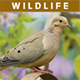 Wildlife