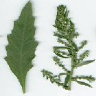 Chenopodium ambrosioides, commonly known as Jerusalem oak, wormseed, and Mexican tea. Image courtesy of Herbal Safety (presented by University of Texas at Austin and El Paso). 