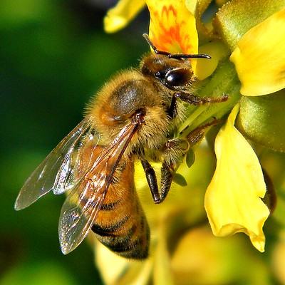  Una abeja sobre una flor amarilla. La abeja melífera tiene un cuerpo de color amarillo oscuro con rayas negras. Tiene alas y grandes ojos oscuros.
