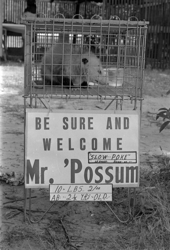 Black and white photograph of a possum in a cage with a sign that says "Be sure and welcome Mr. 'Possum" "Slow Poke" "10 lbs. 2 oz. AB: 2 1/2 years old"