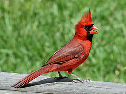 Un pájaro rojo con una cresta en la cabeza. Hay una mancha negra alrededor del ojo y el pico del pájaro.