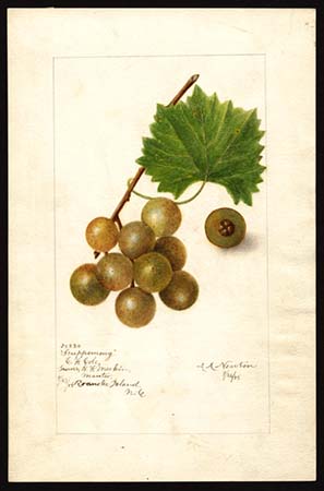 Illustration of scuppernong grape specimen from Roanoke Island, N.C., by Amanda Almira Newton, 1905. U.S. Department of Agriculture Pomological Watercolor Collection. Rare and Special Collections, National Agricultural Library, Beltsville, M.D.