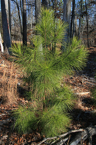 A loblolly pine sapling in the forest. It has bright green pine needles.