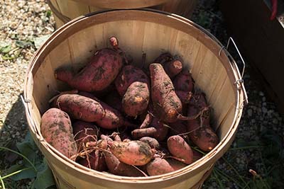 batatas en cesta