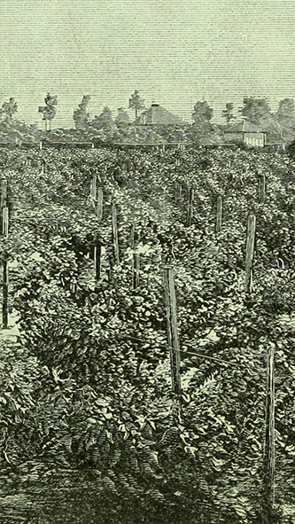 Engraving of the Tokay Vinyards, 1880. Image from Archive.org.